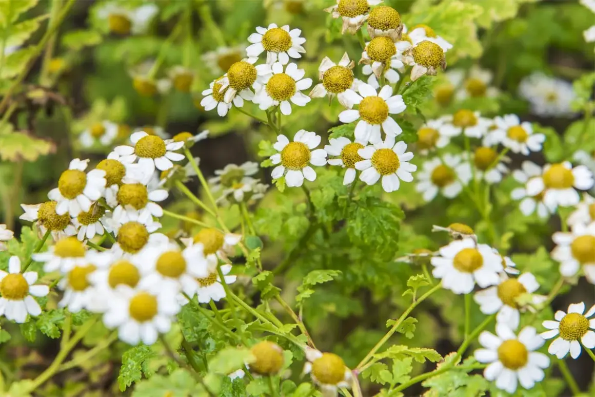 Un champ de plant de camomille en pleine floraison, avec des fleurs blanches et jaunes éclatantes.