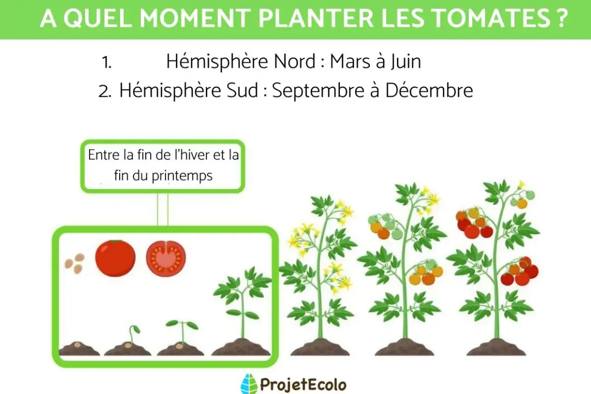 Illustration du cycle de vie de la tomate, de la graine au fruit mûr. Le texte indique jusqu'à quand peut-on planter des tomates : mars-juin (Nord) et sept-déc (Sud).