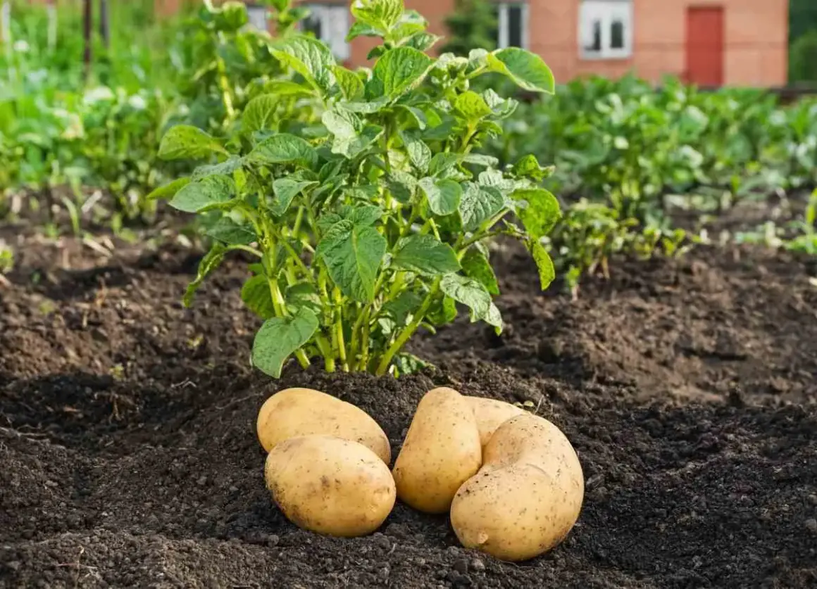 Quatre pommes de terre fraîchement récoltées reposent sur la terre, à côté d'un plant de pomme de terre en pleine croissance.