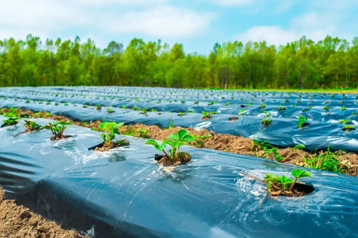 Champ de jeunes plants de fraises sous film de mulching, une technique pour limiter les mauvaises herbes et protéger les cultures.