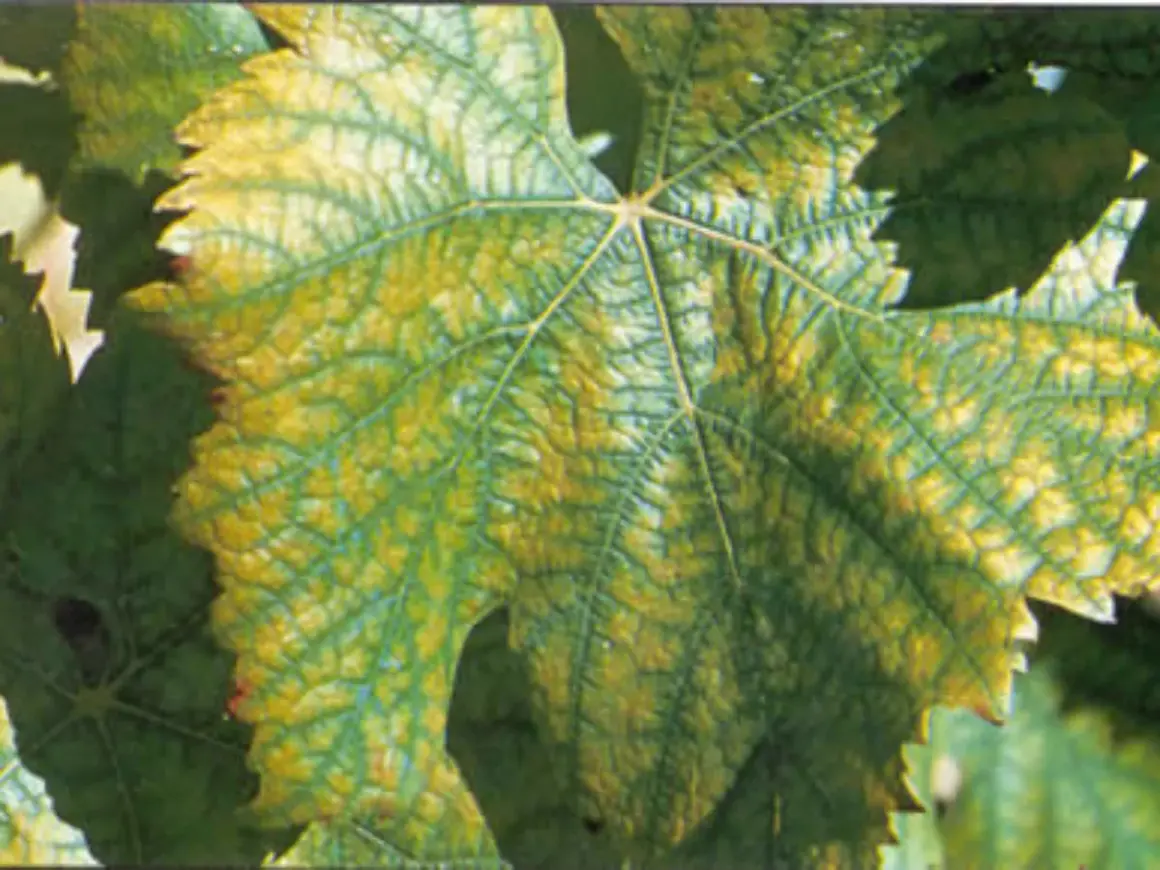 Feuille de vigne présentant des zones jaunies entre les nervures, signe d'une carence azote vigne.