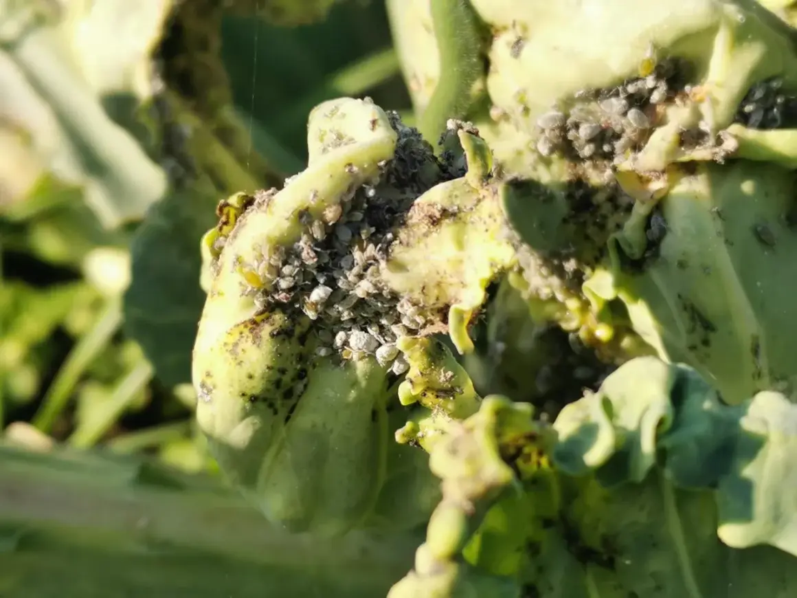 Des pucerons envahissent une plante verte. Le savon noir est une solution naturelle pour lutter contre ces nuisibles.