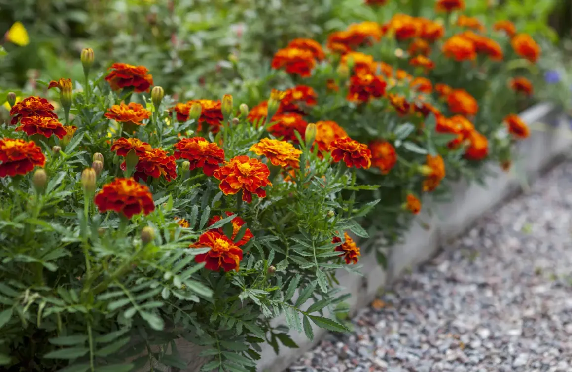 Des oeillets d'inde aux couleurs vives illuminent le potager, leurs pétales orangés et rouges contrastant avec le feuillage vert.