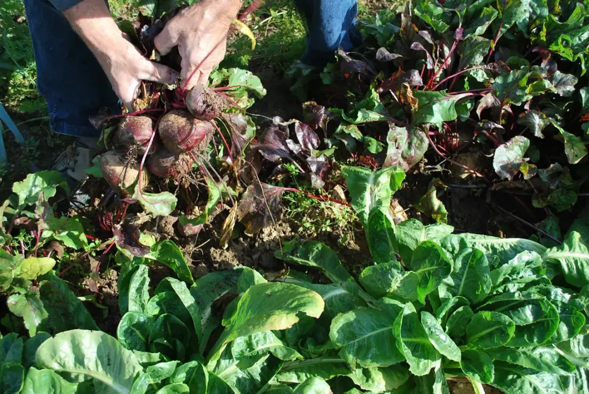 Mains récoltant des betteraves rouges. On se demande jusqu'à quand peut on planter des betteraves pour une récolte tardive.