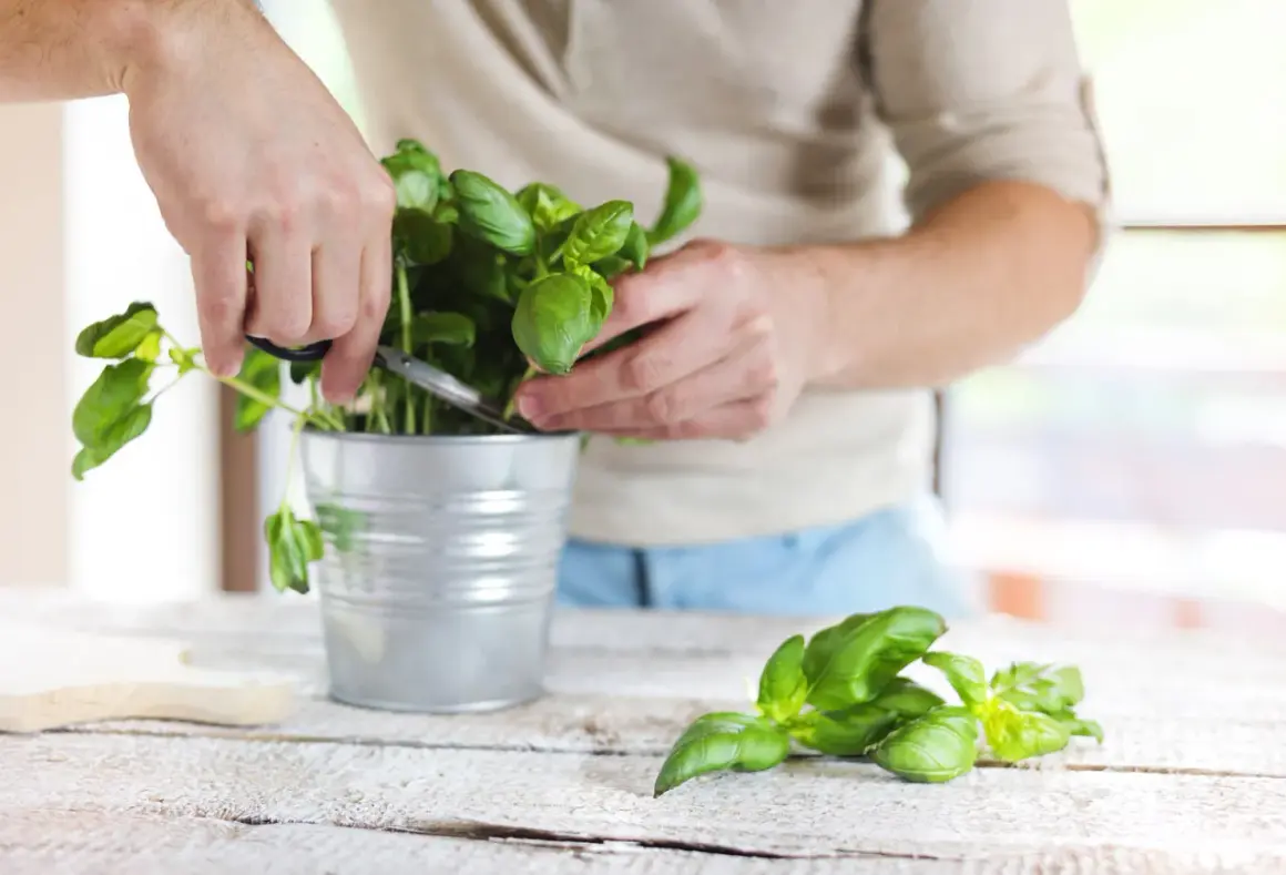 Un homme coupe du basilic frais dans un pot en métal. Le basilic repousse t il l'année suivante ? Oui, avec un peu de soin.