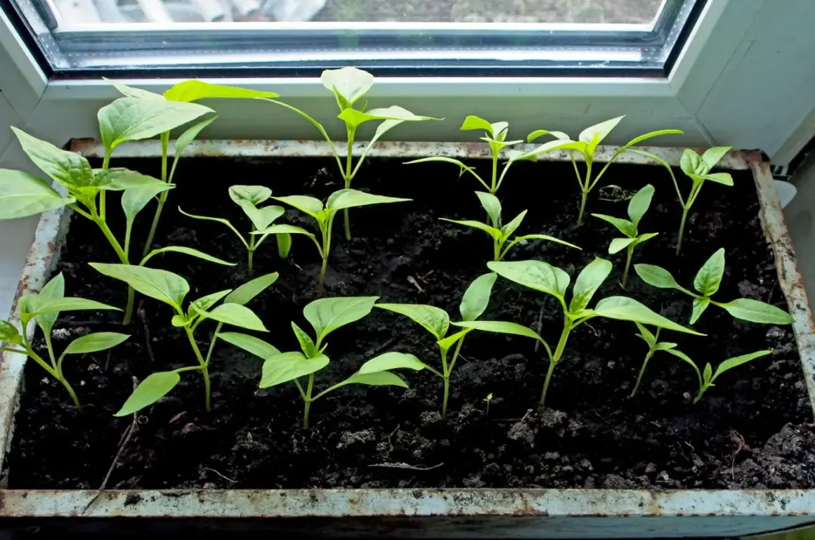 Jeunes plants de poivrons dans un bac sur un rebord de fenêtre, signe d'un bon temps de germination poivron.