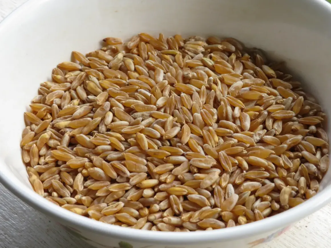 Grains de kamut dorés dans un bol blanc, prêts à être transformés en farine. Découvrez les bienfaits de la farine de kamut pour une alimentation saine.
