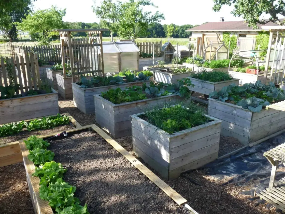 Un jardin avec plusieurs potagers surélevés en bois, plantés de légumes verts comme de la laitue et du chou. Idéal pour fabriquer potager surélevé.