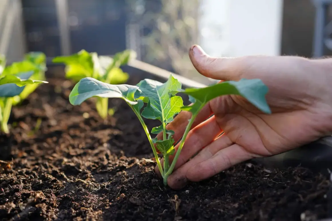 Main tenant d'une jeune pousse de brocoli, prêt à la planter. Une idée de quoi planter en octobre au potager.