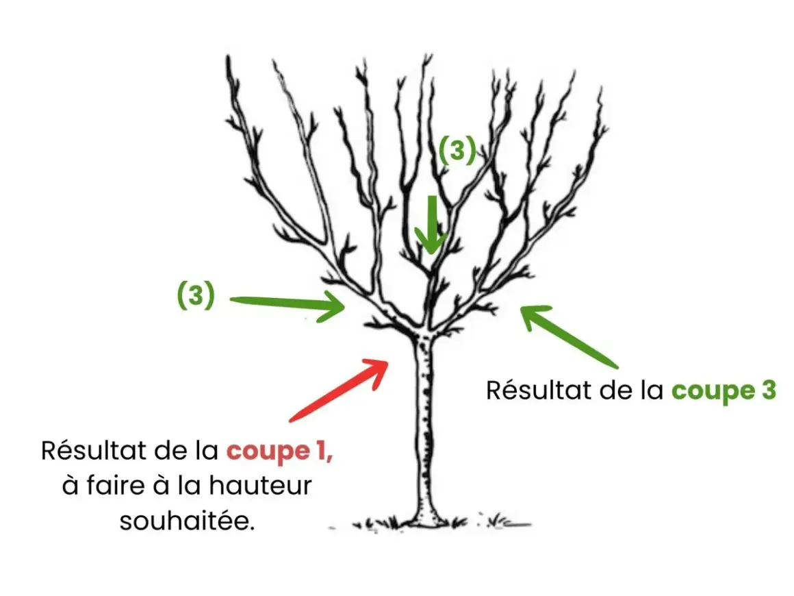 Illustration montrant la taille d'un cerisier. Des flèches indiquent les coupes à effectuer pour un bon développement.