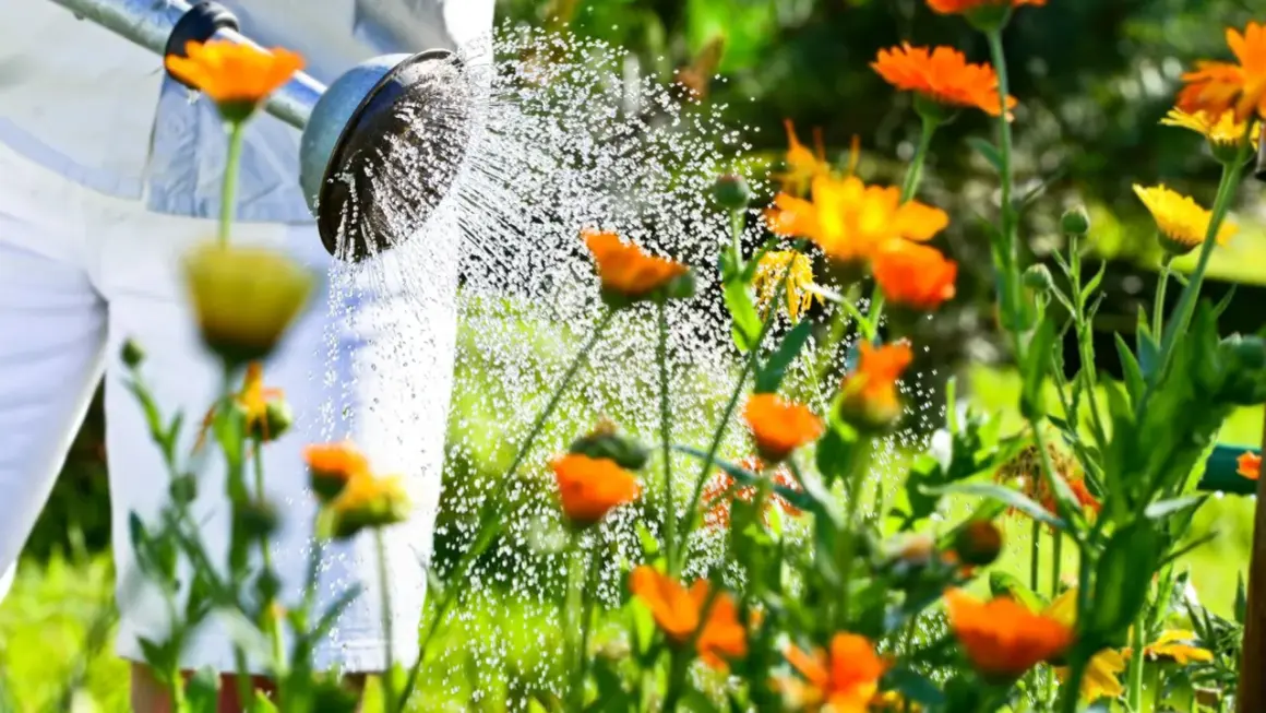 Arrosage de fleurs orangées et jaunes par une personne en pantalon blanc. La question "faut-il arroser en ce moment ?" se pose face à ce beau jardin.