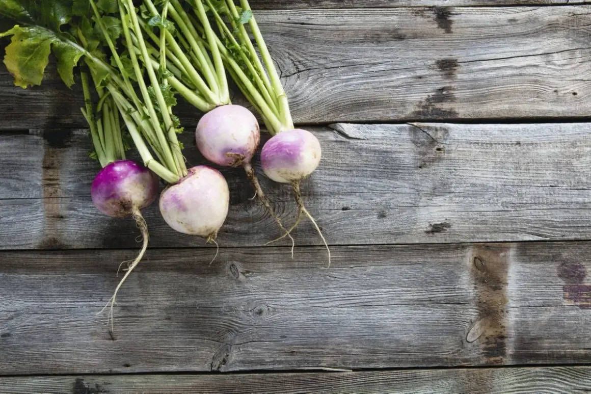 Quatre navets frais, aux teintes violettes et blanches, reposent sur un bois vieilli. Leurs fanes vertes s'étirent, évoquant le "sang de navet" de la terre.