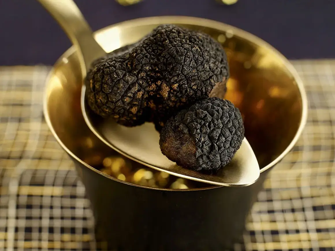 Deux truffes noires, la truffe la plus chère, reposent sur une cuillère dorée au-dessus d'un bol.