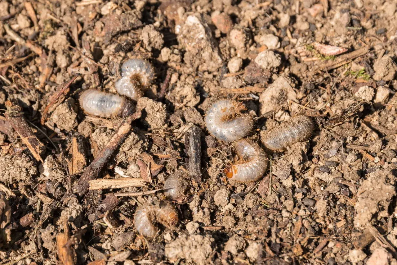 Larves de hanneton au potager - comment agir sans se tromper