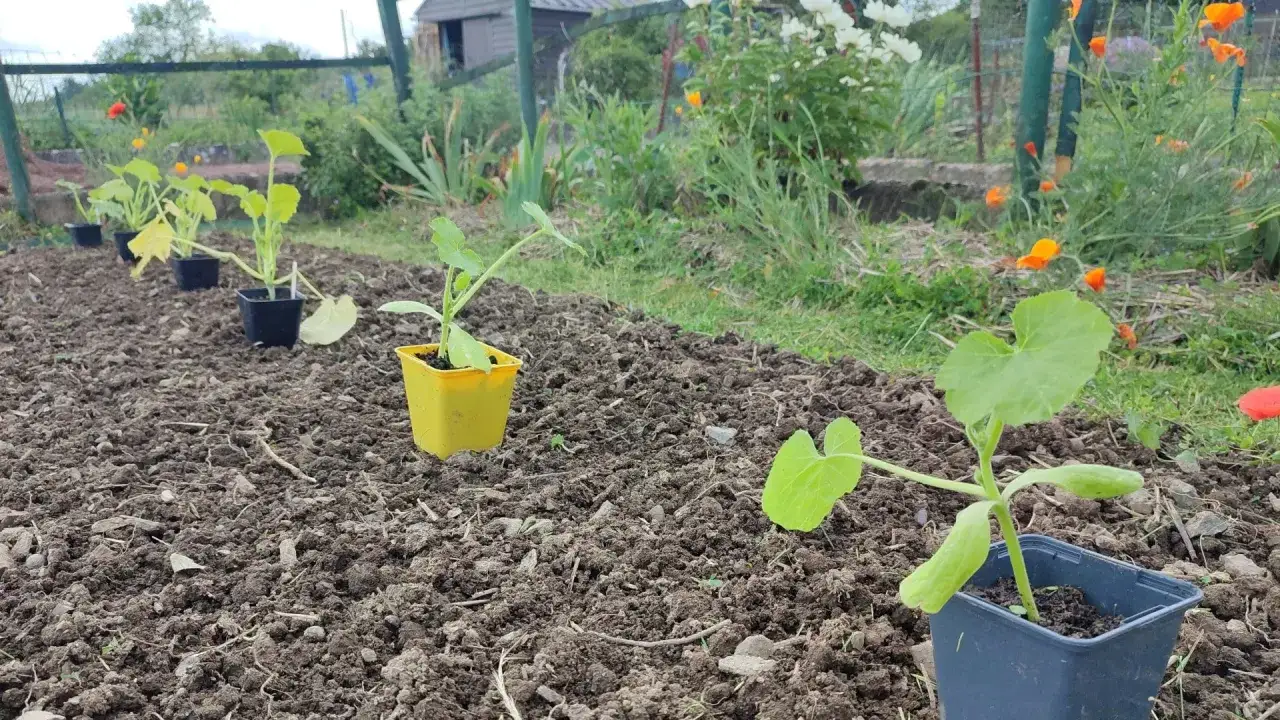 Jeunes plants de courgettes en pots, pr&ecirc;ts &agrave; &ecirc;tre repiqu&eacute;s. Le semis courgette combien de temps avant cette &eacute;tape ?
