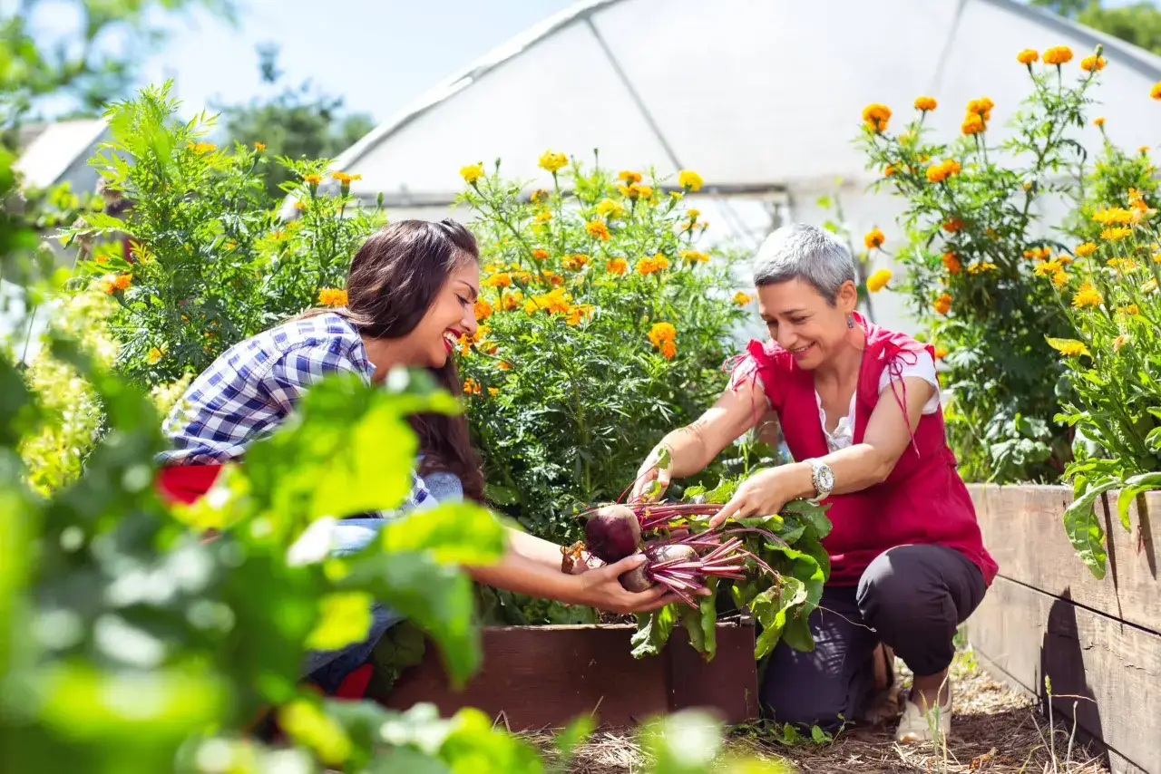 Deux femmes r&eacute;coltent des betteraves dans un potager fleuri. Id&eacute;al pour savoir quoi semer en ao&ucirc;t-septembre.