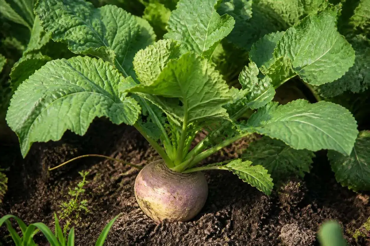 Un rutabaga &agrave; moiti&eacute; enfoui dans la terre, entour&eacute; de grandes feuilles vertes. La culture du rutabaga est prometteuse.