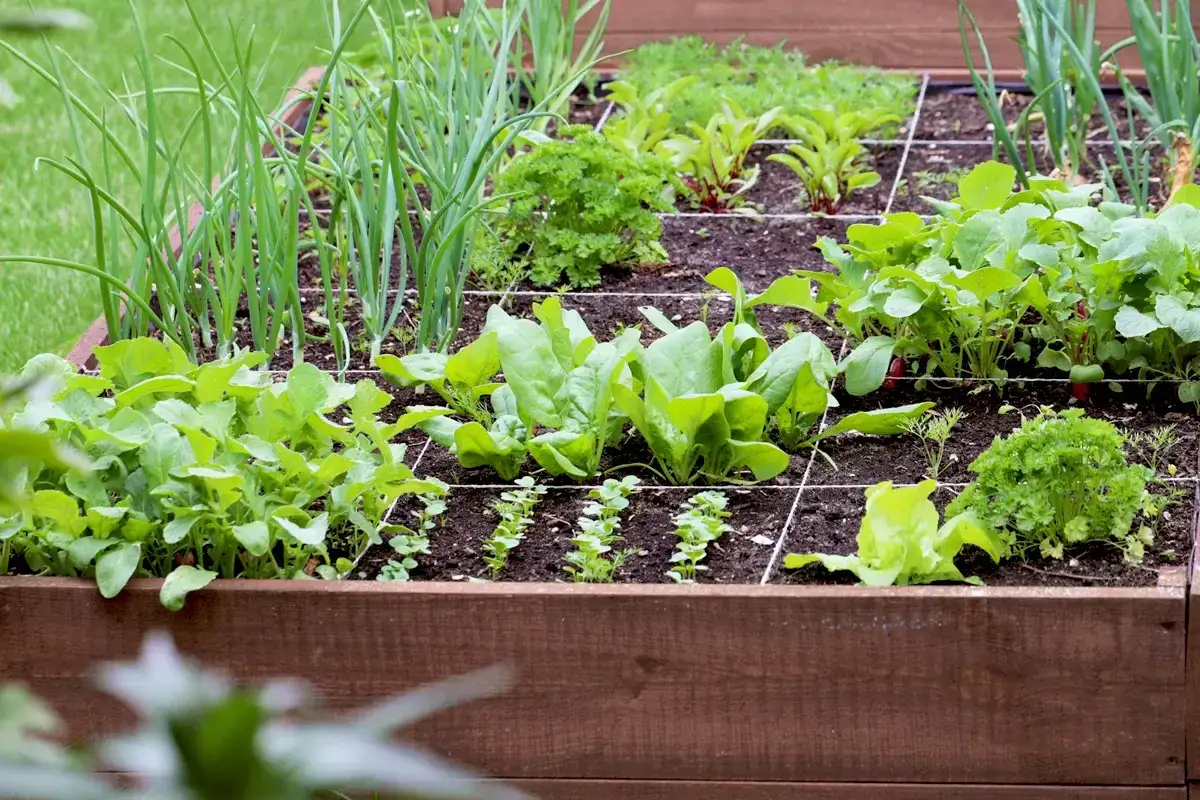 Un potager carr&eacute; d&eacute;bordant de vie : oignons, &eacute;pinards, radis et laitues. Une belle culture pour la famille, en attendant les carottes !