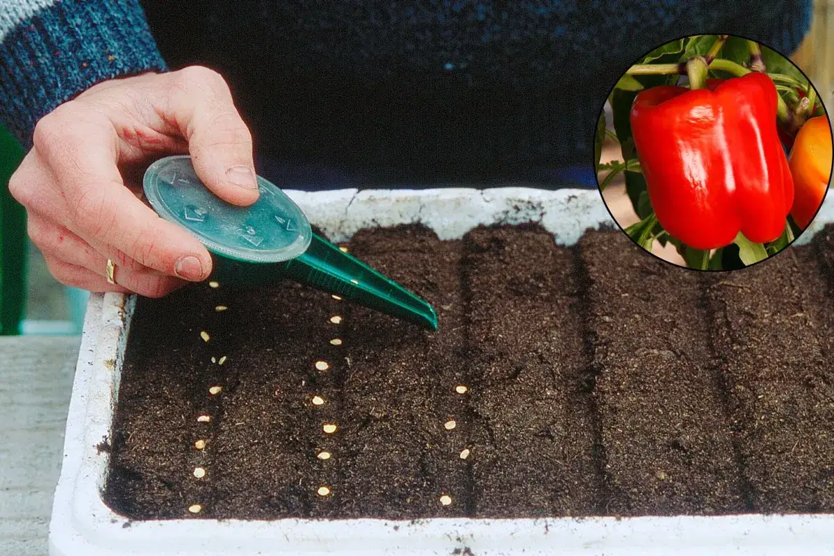 Arrosage des graines de poivron pour optimiser le temps de germination. Un beau poivron rouge en m&eacute;daillon.