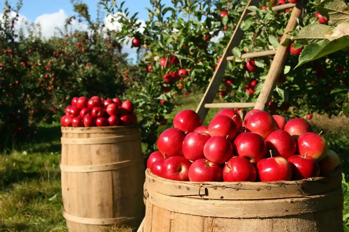 Deux tonneaux en bois débordent de pommes rouges, prêts pour la récolte. Une échelle est appuyée contre un pommier chargé de fruits.