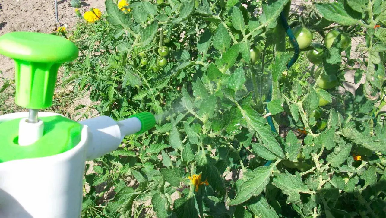 Un pulv&eacute;risateur diffuse une fine brume sur des plants de tomates verts, peut-&ecirc;tre du bicarbonate de soude pour les prot&eacute;ger.