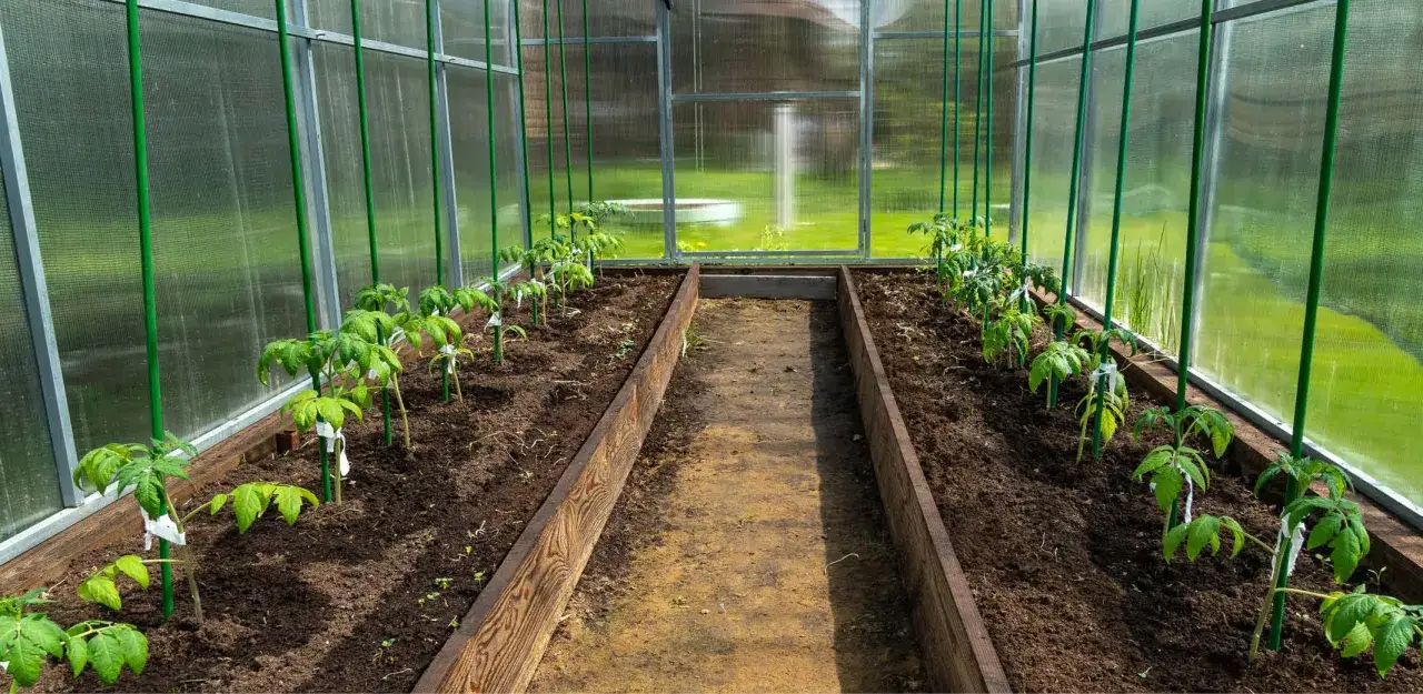 Jeunes plants de tomates dans une serre, prêts à grandir. On peut se demander jusqu'à quand peut-on planter des tomates pour une récolte optimale.