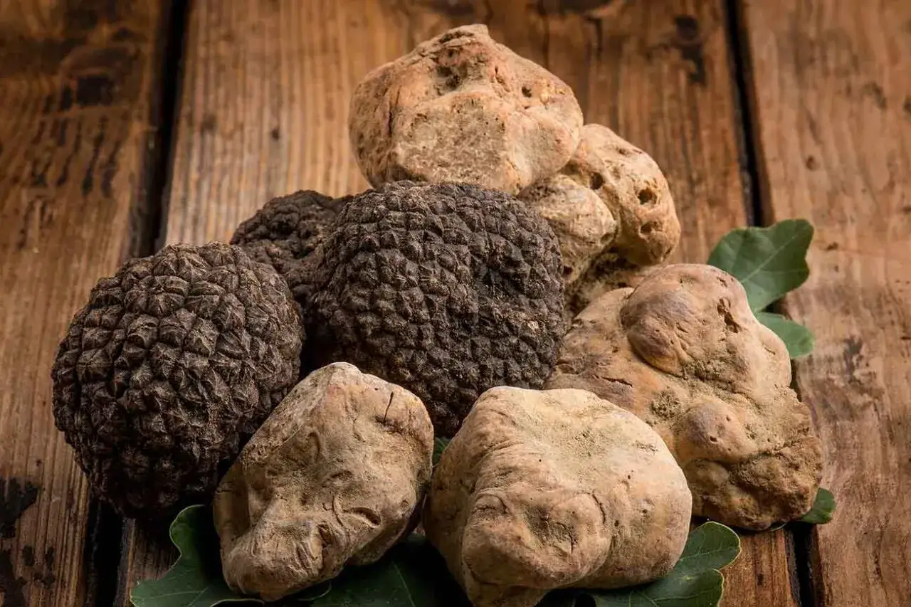 Un tas de truffes noires et blanches, dont la truffe la plus ch&egrave;re, reposent sur un fond de bois rustique.