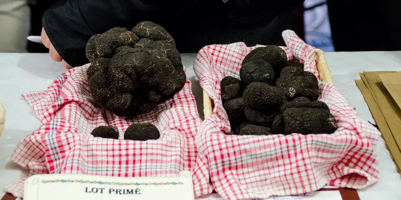 Deux paniers de truffes noires, tr&eacute;sor de la r&eacute;gion du P&eacute;rigord, sont pr&eacute;sent&eacute;s sur des nappes &agrave; carreaux rouges et blancs.