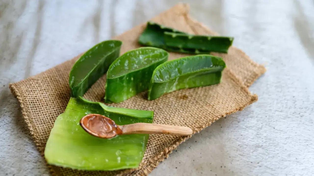Tranches d'aloe vera comestible sur une toile de jute, avec une cuillère en bois contenant le gel translucide.