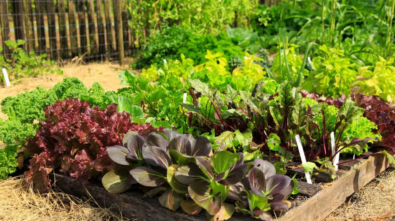 Un potager d'automne luxuriant avec des laitues rouges et vertes, du chou fris&eacute;, des betteraves et du pak cho&iuml;. Id&eacute;al pour savoir quoi planter en octobre au potager.