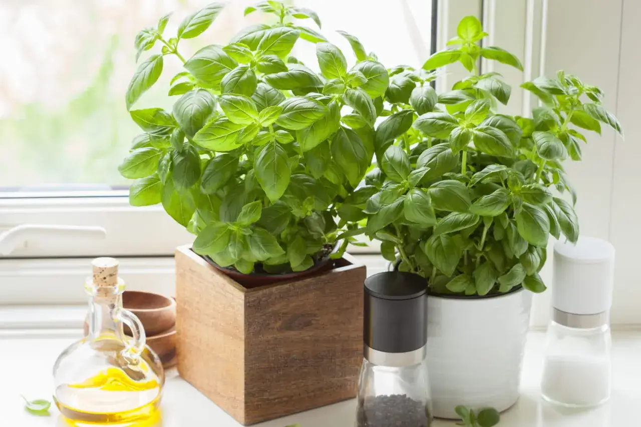 Deux plants de basilic luxuriants sur un rebord de fen&ecirc;tre, avec une bouteille d'huile d'olive et des moulins &agrave; poivre et sel. Le basilic repousse t il l'ann&eacute;e suivante ?