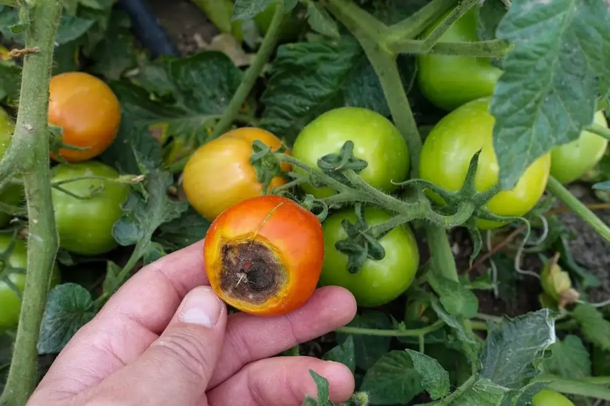 Main d'un jardinier tenant une tomate pr&eacute;sentant le sympt&ocirc;me de la maladie cul noir. D'autres tomates vertes et jaunes sont visibles sur le plant.