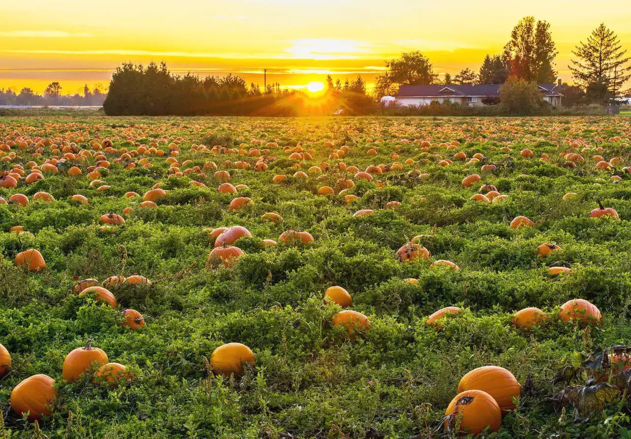 Un champ de citrouilles &agrave; perte de vue, baign&eacute; par un coucher de soleil dor&eacute;. Le moment id&eacute;al pour savoir quand planter des citrouilles et profiter de cette r&eacute;colte d'automne.