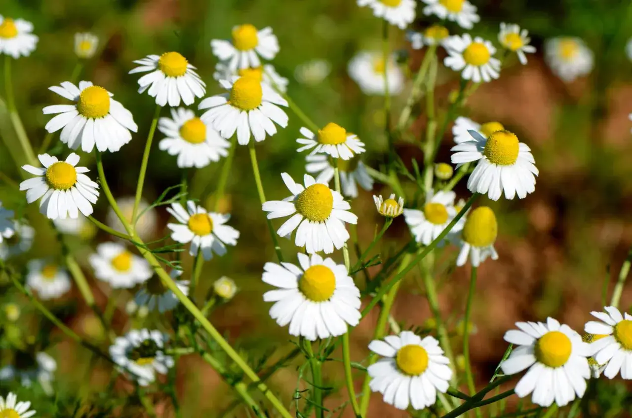 Un champ de plant de camomille aux p&eacute;tales blancs et c&oelig;urs jaunes, baign&eacute; de soleil.