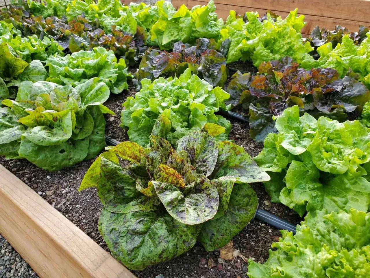 Un potager de laitues vari&eacute;es, vertes et rouges. Les feuilles fris&eacute;es et color&eacute;es poussent drues, un signe que les salades montent.