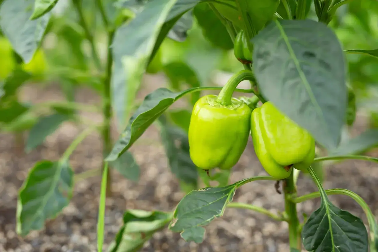 Deux poivrons verts brillants sur une tige, illustrant l'évolution des semis de poivron.