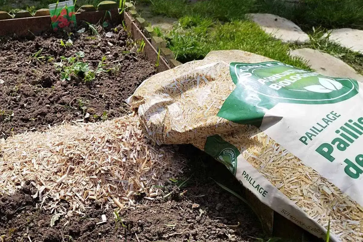 Un sac de paillage est ouvert sur un parterre de terre, prêt à étouffer les mauvaises herbes et à nourrir le sol.