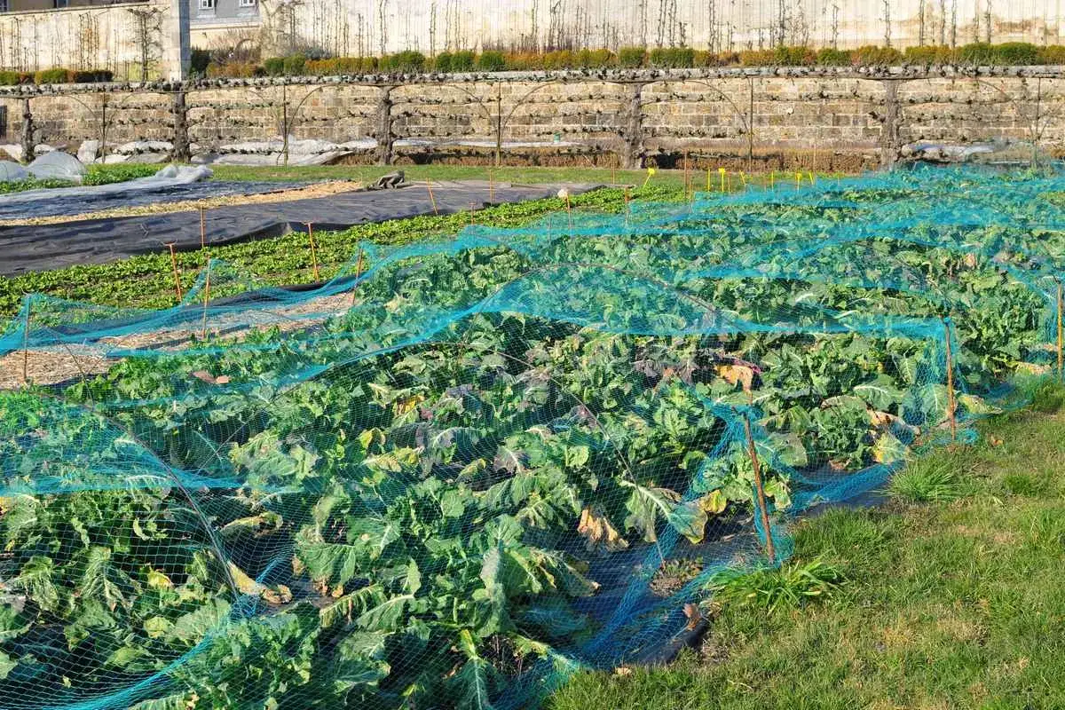 Champ de l&eacute;gumes prot&eacute;g&eacute; par un filet bleu. Un traitement naturel contre les altises pour des cultures saines.