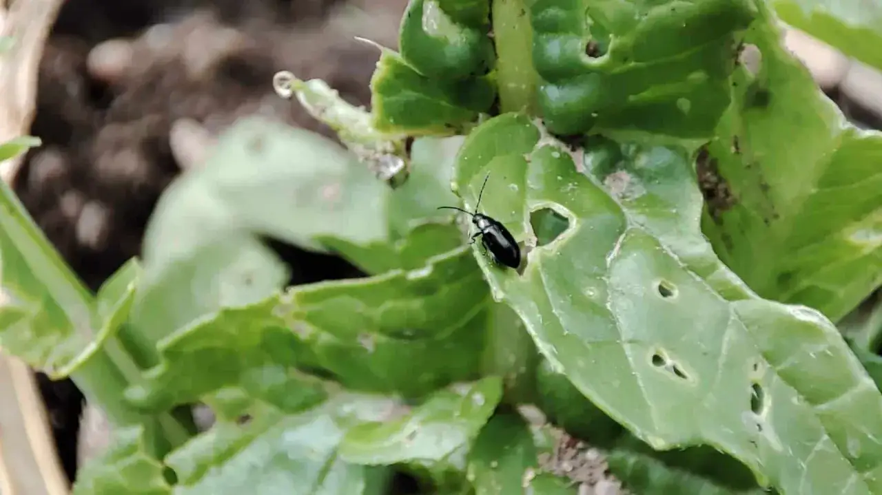 Un petit coléoptère noir, un ravageur, se promène sur une feuille de chou trouée. Le savon noir est une solution naturelle contre les altises.