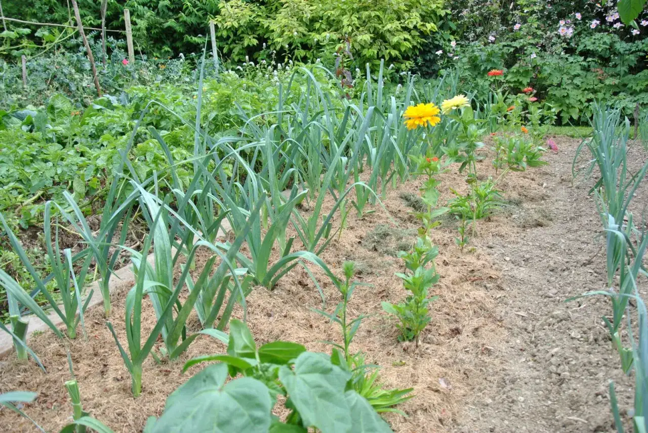 Un potager luxuriant, avec des poireaux align&eacute;s et des fleurs jaunes. L'agriculture biologique, ses avantages et inconv&eacute;nients, se refl&egrave;tent dans cette sc&egrave;ne naturelle.