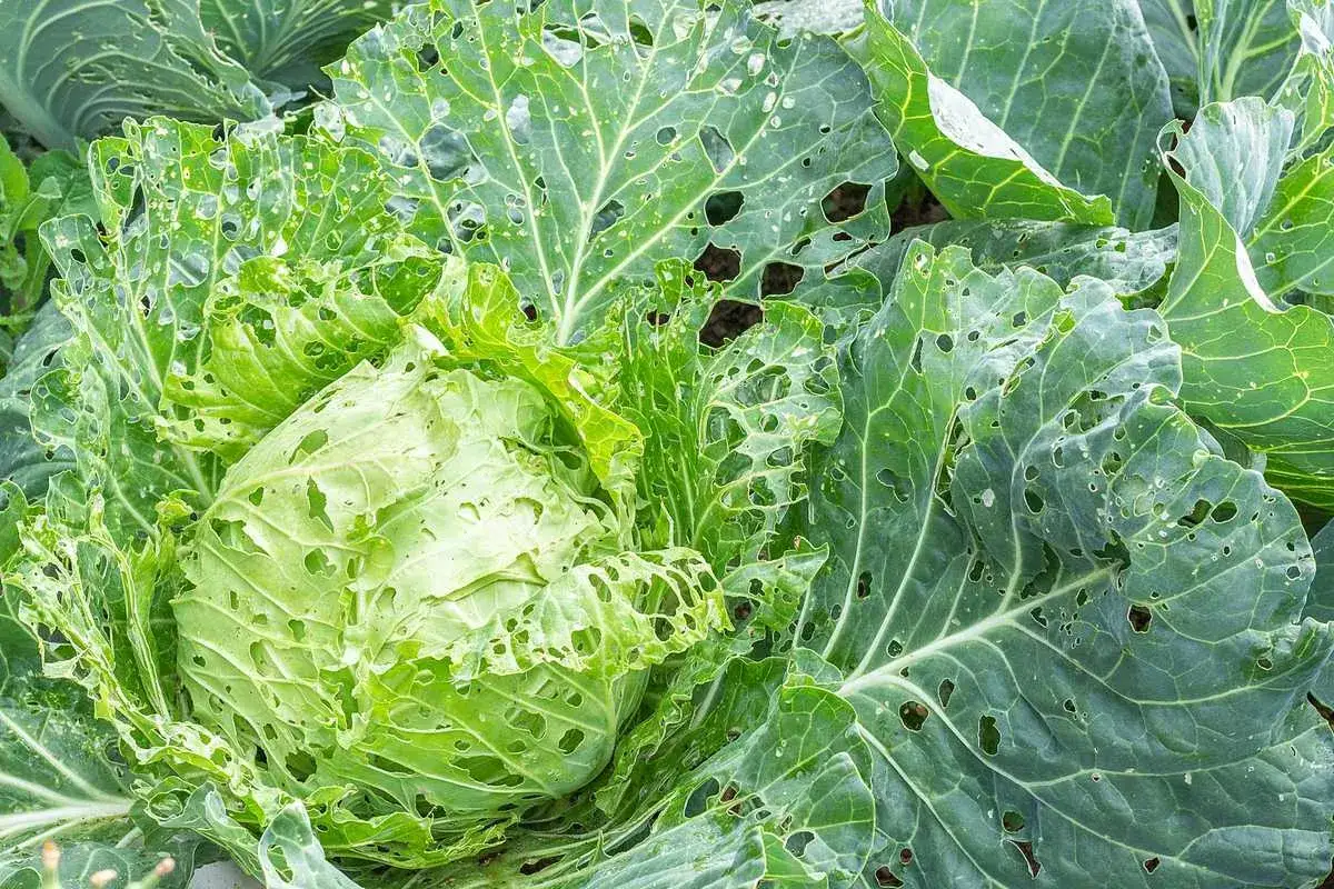 Gros plan sur un chou dont les feuilles sont cribl&eacute;es de trous, signe d'une maladie des choux. Les d&eacute;g&acirc;ts sont visibles sur les feuilles externes.