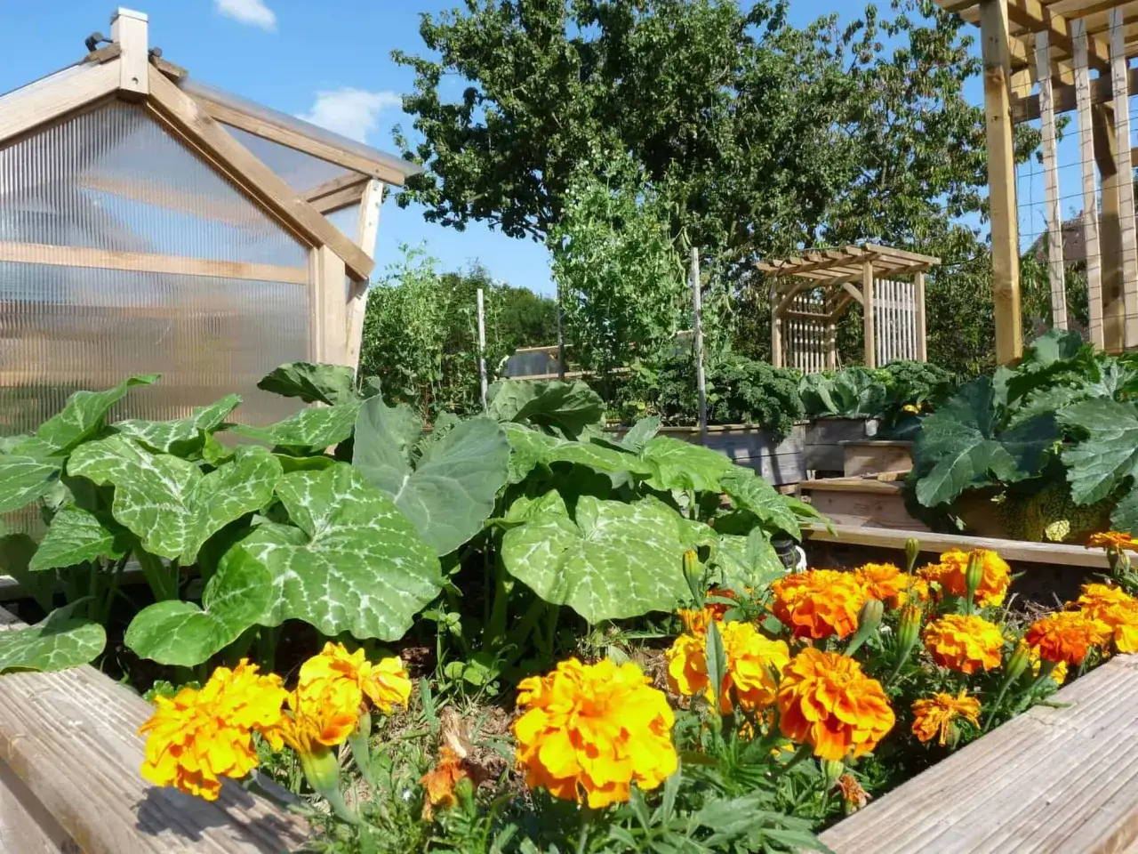 Un potager luxuriant avec des oeillets d'Inde &eacute;clatants au premier plan, des courges et un petit serre en arri&egrave;re-plan.