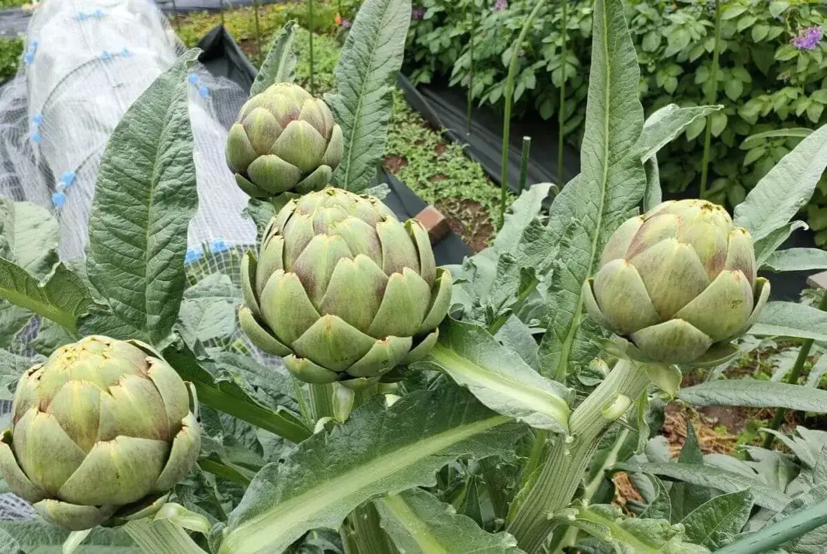 Quatre beaux artichauts verts pr&ecirc;ts &agrave; &ecirc;tre cueillis dans un jardin. Leurs feuilles &eacute;paisses et leurs bract&eacute;es serr&eacute;es indiquent qu'il est temps de savoir quand cueillir les artichauts.