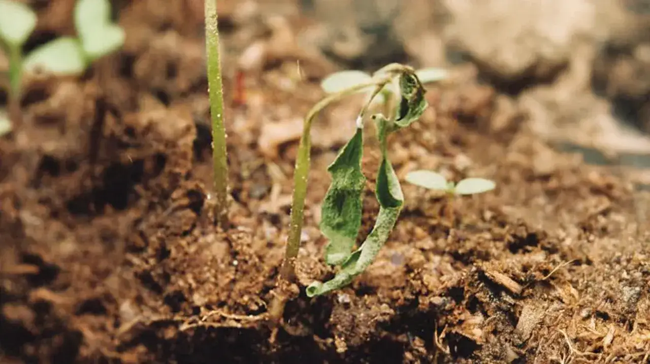 Un jeune semis qui file, le feuillage fl&eacute;tri et courb&eacute;, t&eacute;moigne d'un manque de lumi&egrave;re ou d'eau.
