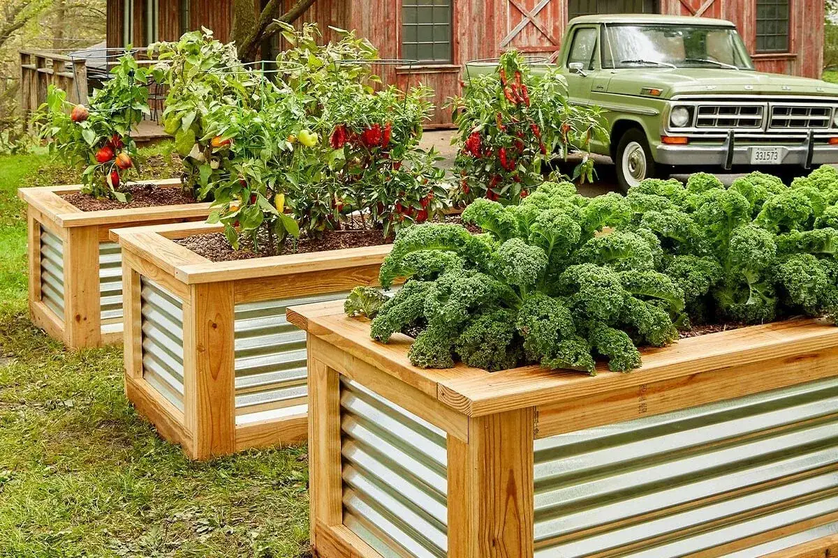 Id&eacute;e pour fabriquer potager sur&eacute;lev&eacute; : des bacs en bois avec des panneaux ondul&eacute;s abritent des poivrons et du chou fris&eacute;.