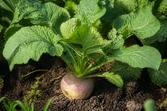 Rutabaga - Réussir sa culture au potager écologique