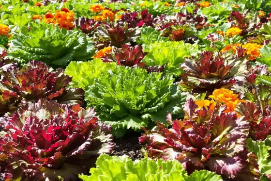 Salades qui montent - Causes et solutions écologiques