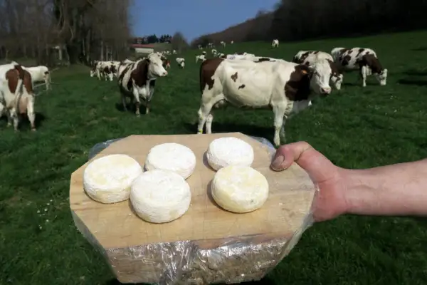 Cinq fromages de Saint-Marcellin, prêts à être dégustés, sur une planche en bois, avec des vaches en arrière-plan dans un pré verdoyant.