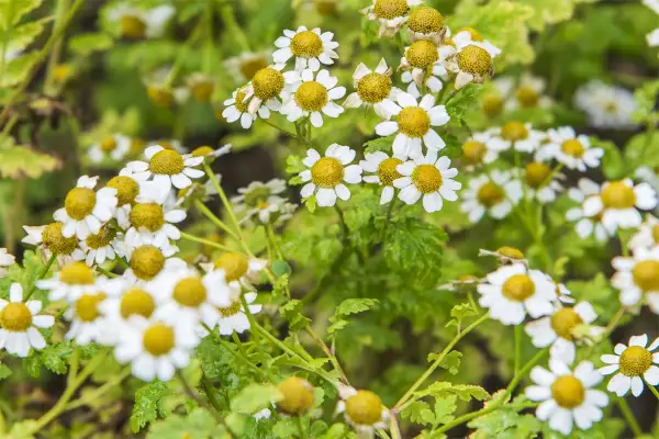 Un champ de plant de camomille en pleine floraison, avec des fleurs blanches et jaunes éclatantes.