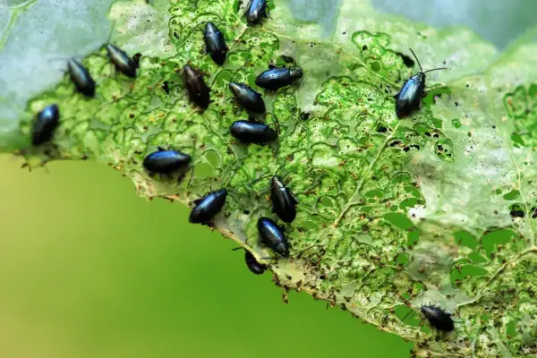 Petites altises noires dévorent une feuille verte. Un traitement naturel est nécessaire pour protéger les cultures.